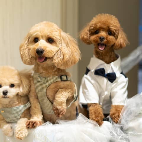ペットと一緒の結婚式\ワンちゃん用お食事付♪/