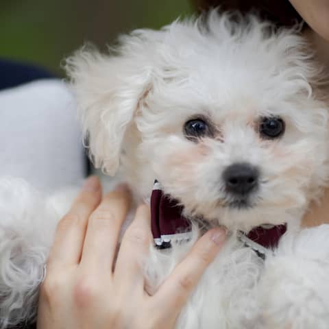 【ペット大歓迎】撮影OK・抱っこOK・一緒に食事も楽しめるプラン!