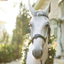 The Green Carmel     ザ・グリーンカーメル