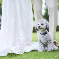 ペットウェディングプラン～大切な家族と一緒に過ごせる結婚式～