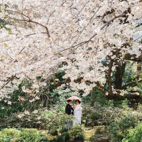『25年6~8月名建築神前式「萌葱」プラン』