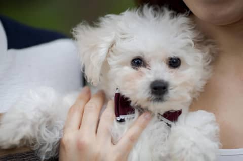 【ペット大歓迎】撮影OK・抱っこOK・一緒に食事も楽しめるプラン！