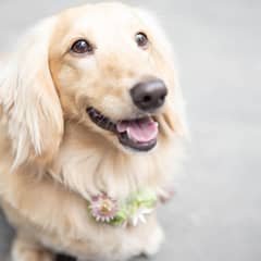 【60名／挙式＋披露宴】最大120万円ご優待＜通年／ペット婚＞