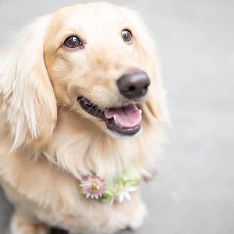 【60名／挙式＋披露宴】最大120万円ご優待＜通年／ペット婚＞